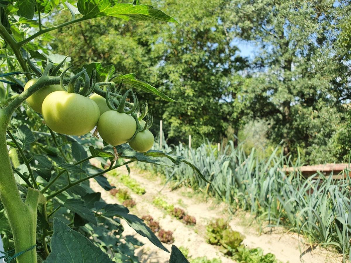 Lerma Agriturismo Il Burlino Apartments מראה חיצוני תמונה